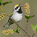 Golden-winged Warbler Vermivora by Steve Gettle Golden-winged Warbler Vermivora by Steve Gettle