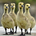 Goslings Photograph by Ann Bridges Goslings Photograph by Ann Bridges