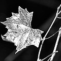 Grape Vine by Christine Stonebridge Grape Vine by Christine Stonebridge