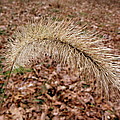 Grass Fuzzy Photograph by Kim Galluzzo Wozniak Grass Fuzzy Photograph by Kim Galluzzo Wozniak
