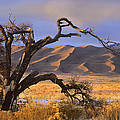 Grasslands And Dunes Great Sand Dunes Photograph by Tim Fitzharris Grasslands And Dunes Great Sand Dunes Photograph by Tim Fitzharris