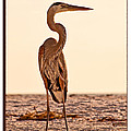 Great Blue Heron by Christine Stonebridge Great Blue Heron by Christine Stonebridge