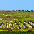 Green hills Photograph by Michael Goyberg