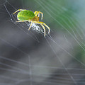 Green Spider 1.0 Photograph by Yhun Suarez Green Spider 1.0 Photograph by Yhun Suarez