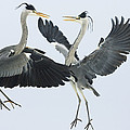 Grey Heron Ardea Cinerea Pair Fighting Photograph by Konrad Wothe Grey Heron Ardea Cinerea Pair Fighting Photograph by Konrad Wothe