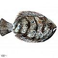 Gulf Flounder Painting by J Vincent Scarpace Gulf Flounder Painting by J Vincent Scarpace
