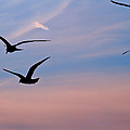Gulls At Dusk by Karol Livote Gulls At Dusk by Karol Livote