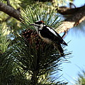 Hairy Woodpecker on Pine Cone Photograph by Dorrene BrownButterfield Hairy Woodpecker on Pine Cone Photograph by Dorrene BrownButterfield