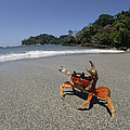 Halloween Crab Gecarcinus Quadratus Photograph by Konrad Wothe Halloween Crab Gecarcinus Quadratus Photograph by Konrad Wothe