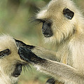 Hanuman Langurs Grooming India Photograph by Cyril Ruoso Hanuman Langurs Grooming India Photograph by Cyril Ruoso