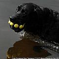 Happy Louie Photograph by Kim Galluzzo Wozniak Happy Louie Photograph by Kim Galluzzo Wozniak