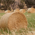 Hay Bales by Michelle Wrighton