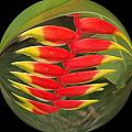 Heleconia by Mark Gilman Heleconia by Mark Gilman