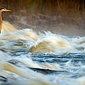 Heron in Centaur Shute Photograph by Robert Charity Heron in Centaur Shute Photograph by Robert Charity