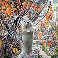 Hey There Photograph by Dorrene BrownButterfield Hey There Photograph by Dorrene BrownButterfield