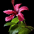 Hibiscus Photograph by Endre Balogh Hibiscus Photograph by Endre Balogh