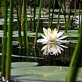 Hidden Water Lily by Peter DeFina