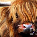 Highland Cow by Michelle Wrighton