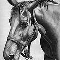Horse Drawing by Vic Ritchey Horse Drawing by Vic Ritchey