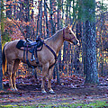 Horse Waiting For Rider by Kathy Clark Horse Waiting For Rider by Kathy Clark