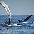Humpback Whale Pectoral Slap Maui Photograph by Flip Nicklin Humpback Whale Pectoral Slap Maui Photograph by Flip Nicklin