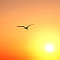 Into the Sun by Christine Stonebridge Into the Sun by Christine Stonebridge