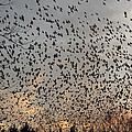 Invasion Of The Birds Photograph by Kim Galluzzo Wozniak Invasion Of The Birds Photograph by Kim Galluzzo Wozniak