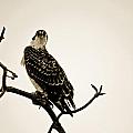 iSpy Osprey by Christine Stonebridge iSpy Osprey by Christine Stonebridge
