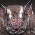 Jamaican Fruit Bat Photograph by Dante Fenolio Jamaican Fruit Bat Photograph by Dante Fenolio