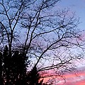 January Silhouette by Will Borden January Silhouette by Will Borden