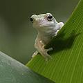 Juvenile Grey Treefrog Photograph by Daniel Reed Juvenile Grey Treefrog Photograph by Daniel Reed