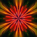 Kaleidoscope Floral 121011 by David Lane Kaleidoscope Floral 121011 by David Lane