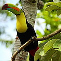Keel-billed Toucan by Andrew McInnes Keel-billed Toucan by Andrew McInnes