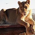 Kumba the Lion Photograph by Kim Galluzzo Kumba the Lion Photograph by Kim Galluzzo