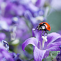 Ladybug and Bellflowers Photograph by Nailia Schwarz Ladybug and Bellflowers Photograph by Nailia Schwarz