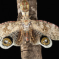 Lantern Bug Fulgora Laternaria by Christian Ziegler Lantern Bug Fulgora Laternaria by Christian Ziegler