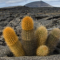 Lava Cactus Brachycereus Nesioticus Photograph by Pete Oxford Lava Cactus Brachycereus Nesioticus Photograph by Pete Oxford