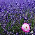 Lavender field with poppy Photograph by Simon Bratt Lavender field with poppy Photograph by Simon Bratt