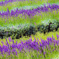 Lavender2 Photograph by Ryan Weddle