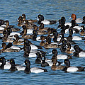Lesser Scaup Aythya Affinis Flock Photograph by Tom Vezo Lesser Scaup Aythya Affinis Flock Photograph by Tom Vezo