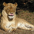 Licking Lips Photograph by Kim Galluzzo Wozniak Licking Lips Photograph by Kim Galluzzo Wozniak