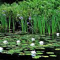 Lilies and Iris by Peter DeFina
