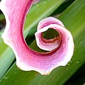 Lily Spiral Photograph by Kerri Mortenson Lily Spiral Photograph by Kerri Mortenson