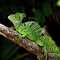 Lizard on a Stick Photograph by Sue Karski Lizard on a Stick Photograph by Sue Karski