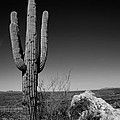 Lone Saguaro Photograph by Chad Dutson Lone Saguaro Photograph by Chad Dutson