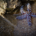 Lone Seastar Photograph by Doug Sturgess Lone Seastar Photograph by Doug Sturgess