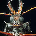 Longhorn Beetle Macrodontia Cervicornis Photograph by Mark Moffett Longhorn Beetle Macrodontia Cervicornis Photograph by Mark Moffett