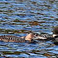 Loon parent and Juvenile by Peter DeFina