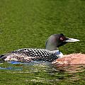 Loon with Baby II by Peter DeFina