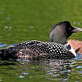Loon with baby by Peter DeFina